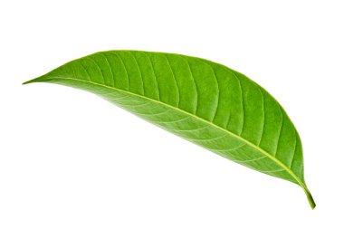 Yeşil yapraklar, ince dal üzerinde küçük yeşil yapraklar kesme yolu ile beyaz arka planda izole