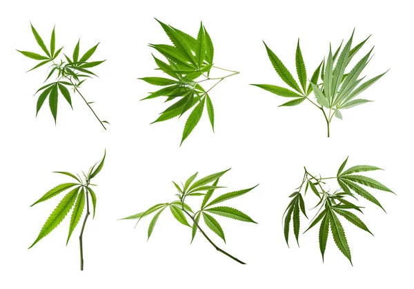 Φύλλα Κάνναβης Φύλλα Μαριχουάνας Απομονωμένα Λευκό Φόντο Μονοπάτι Κοπής — Φωτογραφία Αρχείου