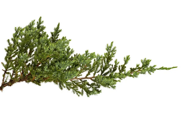 Hojas Juniperus Horizontalis Hojas Enebro Rastrero Aisladas Sobre Fondo Blanco — Foto de Stock