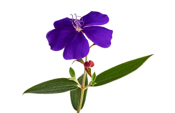 长有叶子的马拉巴花 白色背景的热带紫色花 有剪枝路径 — 图库照片