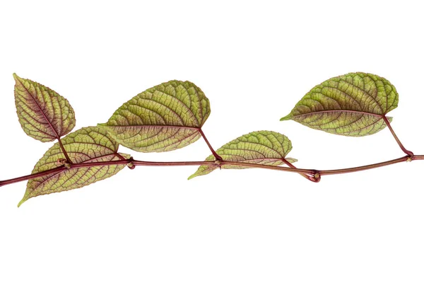 Rex Begonia Weinblätter Exotische Bunte Blatt Isoliert Auf Weißem Hintergrund — Stockfoto