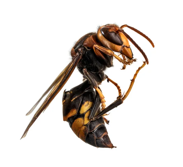 Wasp Yellow Wasp Isolated White Background — Stock Photo, Image