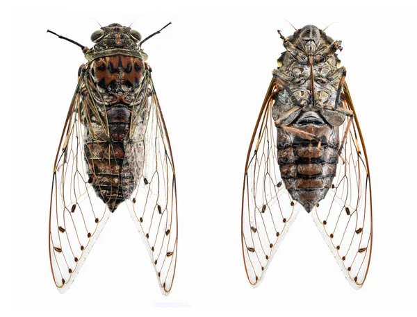 Cicada Cicada Gigantică Izolată Fundal Alb — Fotografie, imagine de stoc