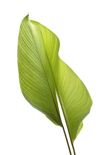 花椰菜叶 异型热带叶 在白色背景下被隔离 有剪枝路径 — 图库照片