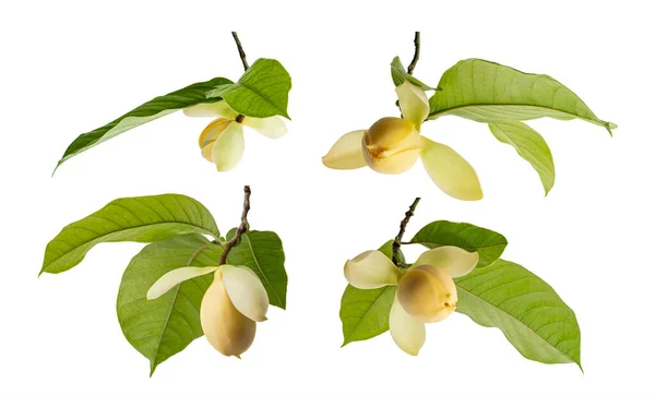 Conjunto Magnolia Liliifera Flor Con Hojas Huevo Magnolia Flor Aislada — Foto de Stock