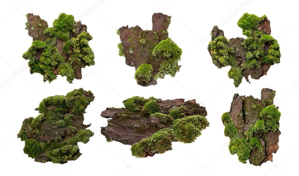 Set of Moss or Mosses on a pine bark, Green moss on a tree bark isolated on white background, with clipping path