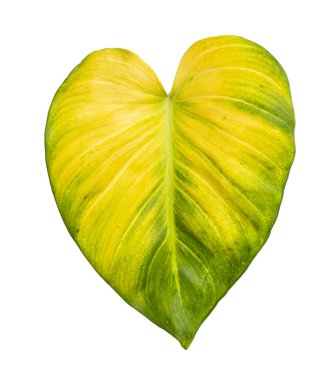 Homalomena yeşili, beyaz arka planda izole edilmiş yeşil yaprak, kırpma yolu ile