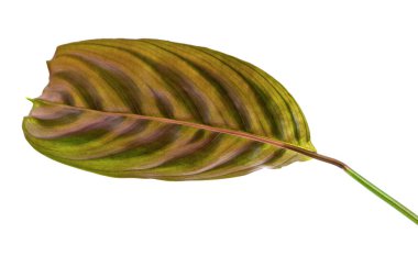 Ctenanthe burle-marxii yaprakları, Fishbone dua bitkisi beyaz arka planda izole, kırpma yolu ile