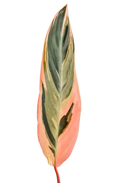 Stromanthe Triostar Blatt Tropisches Laub Isoliert Auf Weißem Hintergrund Mit — Stockfoto