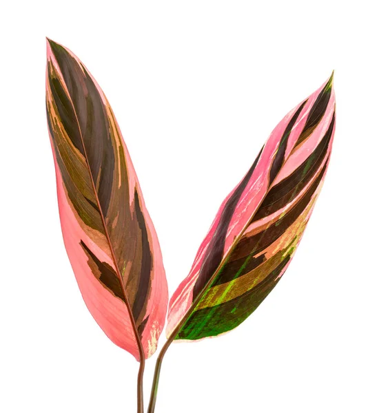 색별의 지방의 잎들은 배경에 분리되어 — 스톡 사진