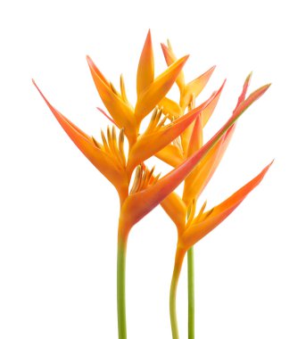 Heliconia psittacorum çiçeği, beyaz arka planda izole edilmiş tropikal portakal çiçeği, kırpma yolu ile                        