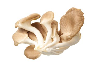 İstiridye mantarı, Hint istiridyesi, Pleurotus pulmonarius beyaz arka planda, kırpma yolu ile                            