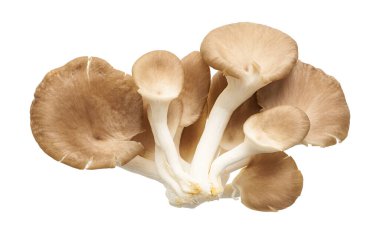 İstiridye mantarı, Hint istiridyesi, Pleurotus pulmonarius beyaz arka planda, kırpma yolu ile                            