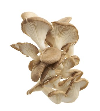 İstiridye mantarı, Hint istiridyesi, Pleurotus pulmonarius beyaz arka planda, kırpma yolu ile                            