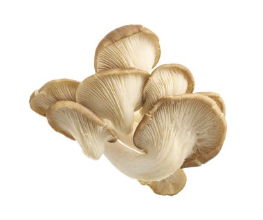 İstiridye mantarı, Hint istiridyesi, Pleurotus pulmonarius beyaz arka planda, kırpma yolu ile                            