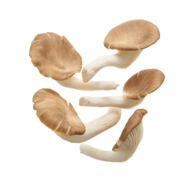 İstiridye mantarı, Hint istiridyesi, Pleurotus pulmonarius beyaz arka planda, kırpma yolu ile                             