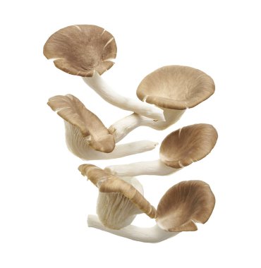 İstiridye mantarı, Hint istiridyesi, Pleurotus pulmonarius beyaz arka planda, kırpma yolu ile                             