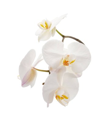 Beyaz falaenopsis orkidesi, beyaz arkaplanda izole edilmiş güve orkideleri, kırpma yolu ile                       