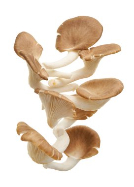 İstiridye mantarı, Hint istiridyesi, Pleurotus pulmonarius beyaz arka planda, kırpma yolu ile                             