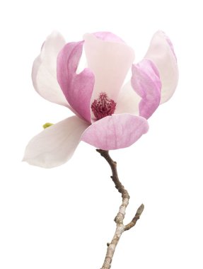 Yapraklı Magnolia liiflora çiçeği, beyaz arkaplanda izole edilmiş ve kırpma yolu olan Lily manolya çiçeği.                              