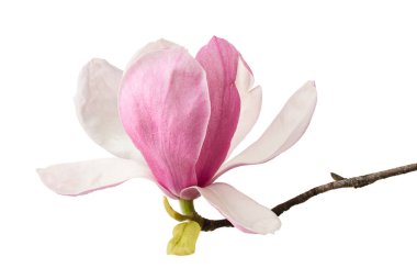 Yapraklı Magnolia liiflora çiçeği, beyaz arkaplanda izole edilmiş ve kırpma yolu olan Lily manolya çiçeği.                              