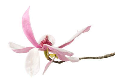 Yapraklı Magnolia liiflora çiçeği, beyaz arkaplanda izole edilmiş ve kırpma yolu olan Lily manolya çiçeği.                              