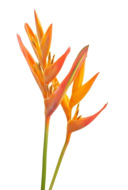 Heliconia psittacorum çiçeği, beyaz arka planda izole edilmiş tropikal portakal çiçeği, kırpma yolu ile                        