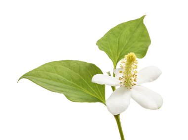 Balık nanesi (Houttuynia cordata), Beyaz arka planda izole edilmiş çiçek yapraklı balık yaprağı, kırpma yolu                               