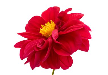 Dahlia çiçeği, kırmızı yıldız çiçeği sarı polen ile izole edilmiş beyaz arka planda, kırpma yolu ile                              