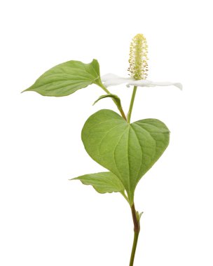 Balık nanesi (Houttuynia cordata), Beyaz arka planda izole edilmiş çiçek yapraklı balık yaprağı, kırpma yolu                               