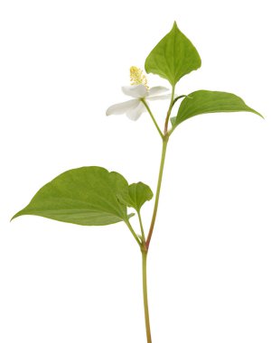 Balık nanesi (Houttuynia cordata), Beyaz arka planda izole edilmiş çiçek yapraklı balık yaprağı, kırpma yolu                               