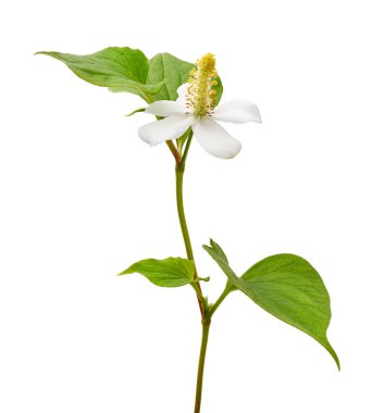 Balık nanesi (Houttuynia cordata), Beyaz arka planda izole edilmiş çiçek yapraklı balık yaprağı, kırpma yolu                               