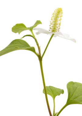 Balık nanesi (Houttuynia cordata), Beyaz arka planda izole edilmiş çiçek yapraklı balık yaprağı, kırpma yolu                               