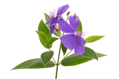 Yapraklı Malabar melastome çiçekleri, beyaz arkaplanda izole edilmiş tropik mor çiçek                             