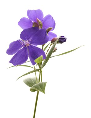 Yapraklı Malabar melastome çiçekleri, beyaz arkaplanda izole edilmiş tropik mor çiçek                             