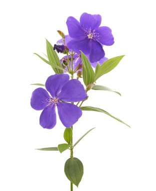 Yapraklı Malabar melastome çiçekleri, beyaz arkaplanda izole edilmiş tropik mor çiçek                             