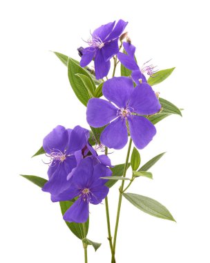 Yapraklı Malabar melastome çiçekleri, beyaz arkaplanda izole edilmiş tropik mor çiçek                             