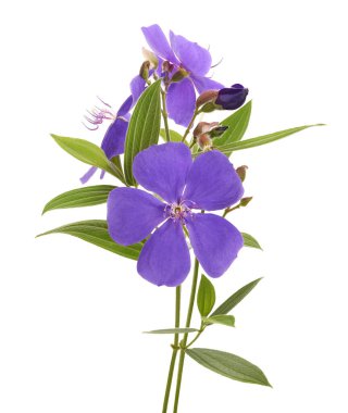 Yapraklı Malabar melastome çiçekleri, beyaz arkaplanda izole edilmiş tropik mor çiçek                             