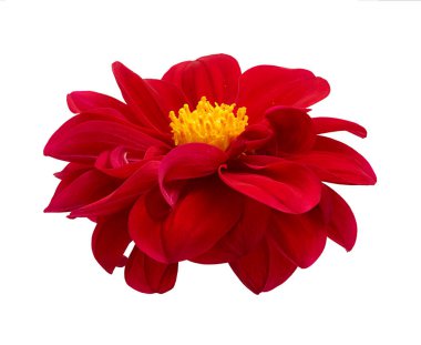 Dahlia çiçeği, kırmızı yıldız çiçeği sarı polen ile izole edilmiş beyaz arka planda, kırpma yolu ile                              