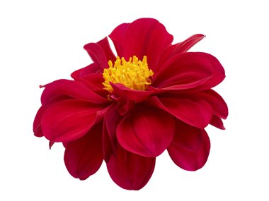 Dahlia çiçeği, kırmızı yıldız çiçeği sarı polen ile izole edilmiş beyaz arka planda, kırpma yolu ile                              