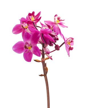 Yapraklı mor orkide, Filipin yer orkidesi, beyaz arka planda izole tropik çiçekler, kırpma yolu ile                           