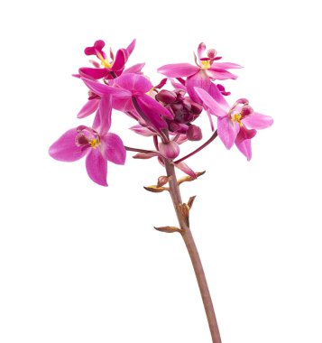 Yapraklı mor orkide, Filipin yer orkidesi, beyaz arka planda izole tropik çiçekler, kırpma yolu ile                           