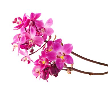 Yapraklı mor orkide, Filipin yer orkidesi, beyaz arka planda izole tropik çiçekler, kırpma yolu ile                           