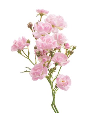 Çin gülleri, yapraklı pembe gül, beyaz arka planda soyutlanmış gül, kırpma yolu ile