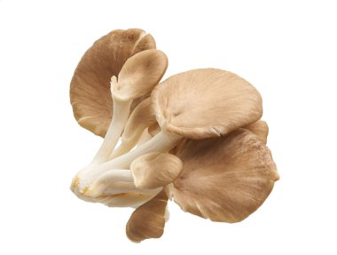 İstiridye mantarı, Hint istiridyesi, Pleurotus pulmonarius beyaz arka planda, kırpma yolu ile               