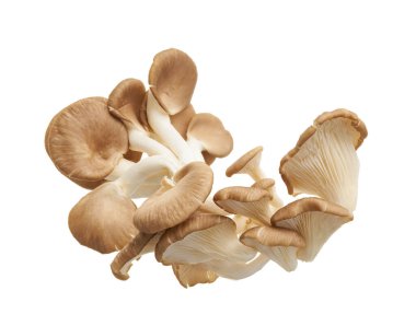 İstiridye mantarı, Hint istiridyesi, Pleurotus pulmonarius beyaz arka planda, kırpma yolu ile               
