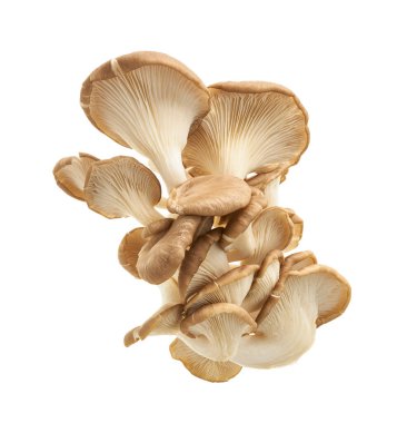 İstiridye mantarı, Hint istiridyesi, Pleurotus pulmonarius beyaz arka planda, kırpma yolu ile               