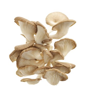 İstiridye mantarı, Hint istiridyesi, Pleurotus pulmonarius beyaz arka planda, kırpma yolu ile               