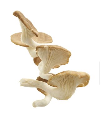 İstiridye mantarı, Hint istiridyesi, Pleurotus pulmonarius beyaz arka planda, kırpma yolu ile               