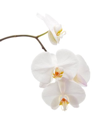Beyaz falaenopsis orkidesi, beyaz arkaplanda izole edilmiş güve orkideleri, kırpma yolu ile